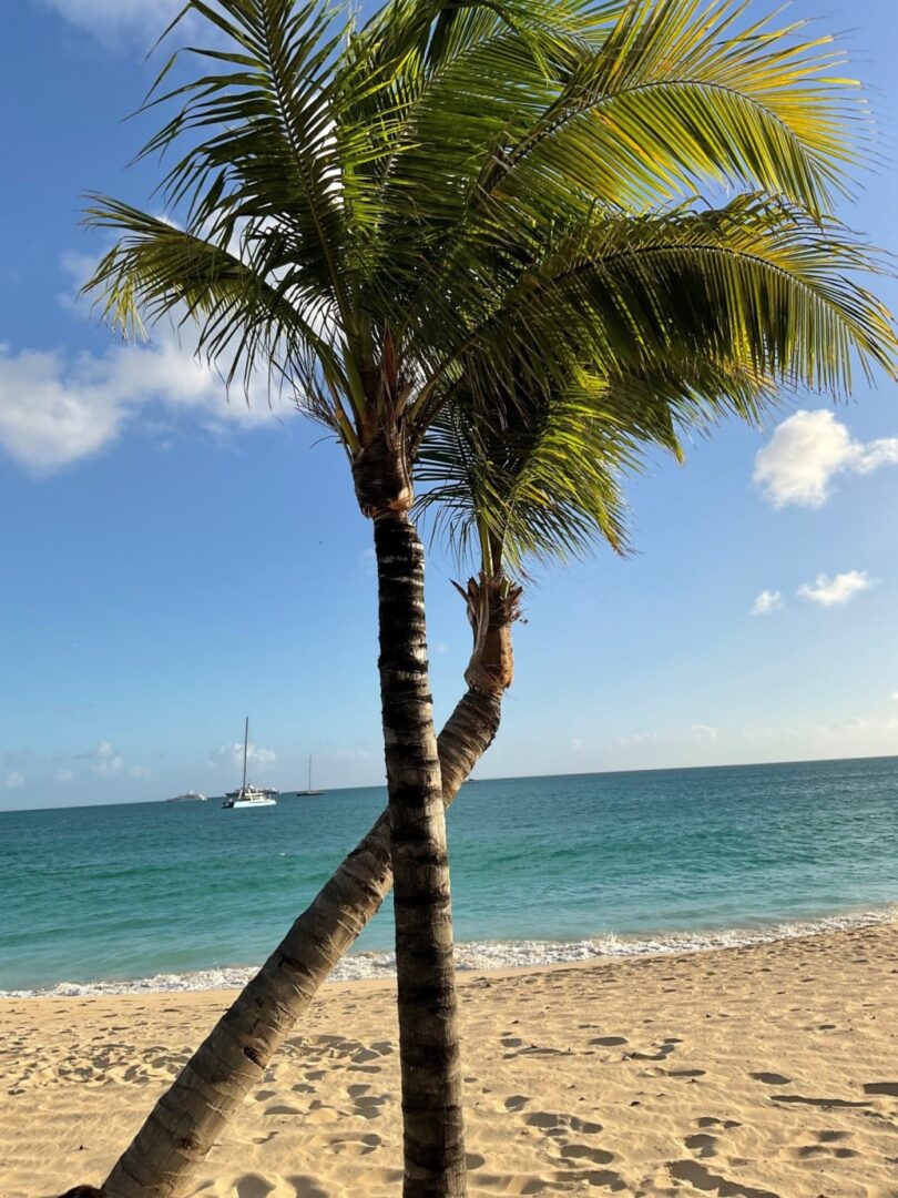 Palm trees near beach